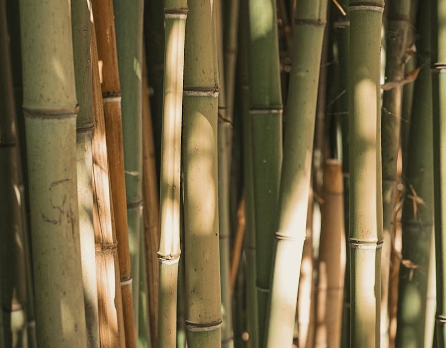 Das Leben ist ein bisschen wie eine Wirbelsäule